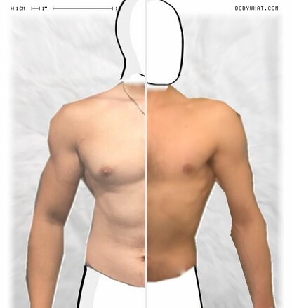 Torso Comparison