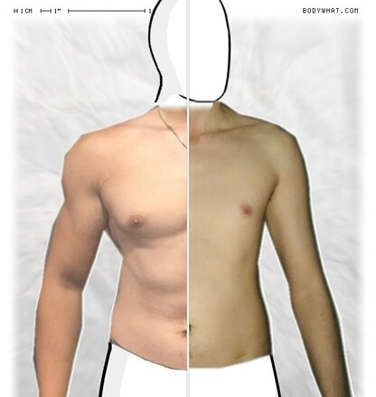 Torso Comparison