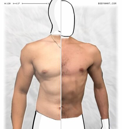 Torso Comparison