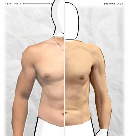 Torso Comparison
