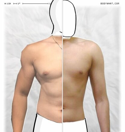 Torso Comparison