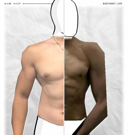 Torso Comparison