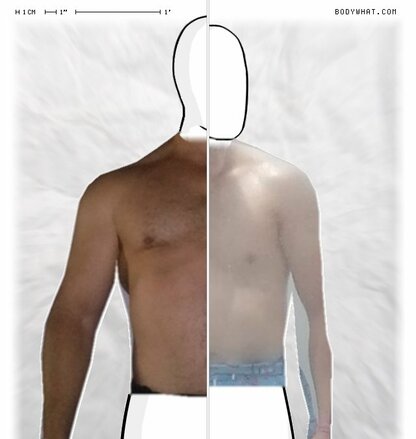 Torso Comparison