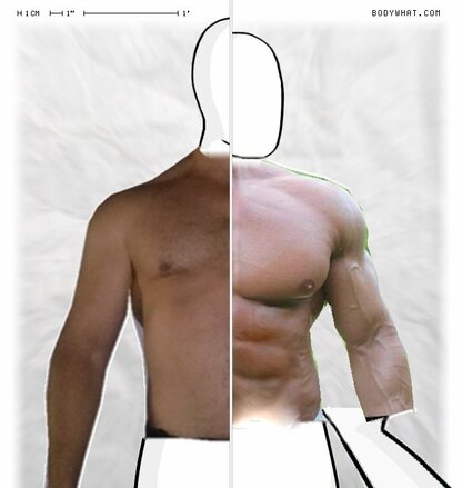 Torso Comparison