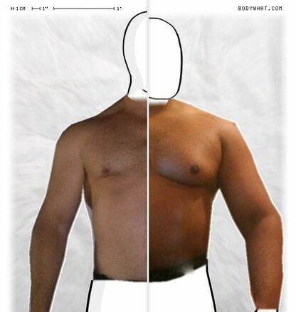 Torso Comparison