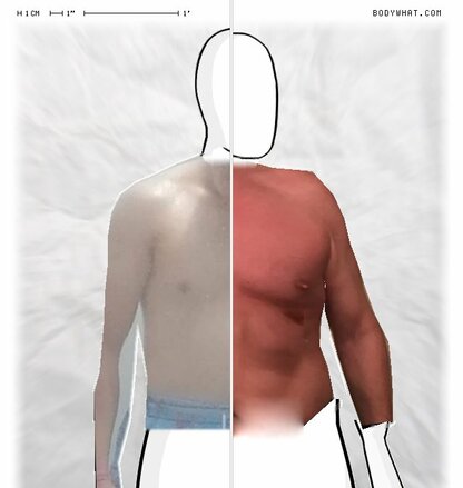 Torso Comparison