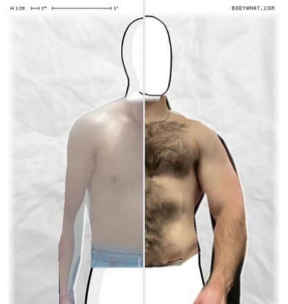 Torso Comparison