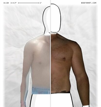 Torso Comparison