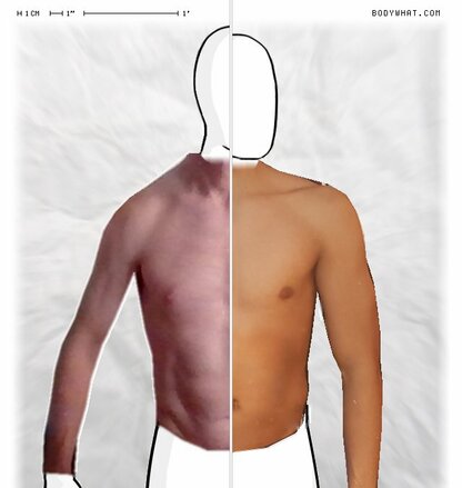 Torso Comparison