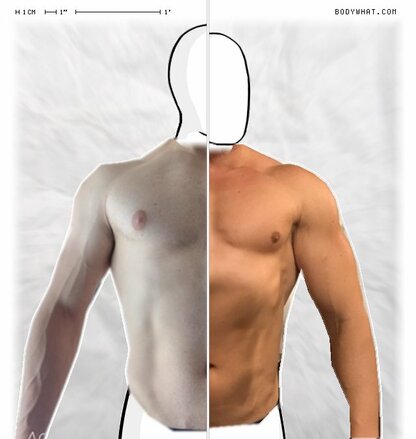 Torso Comparison