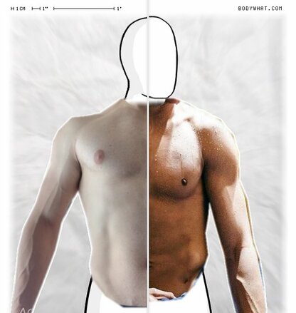 Torso Comparison