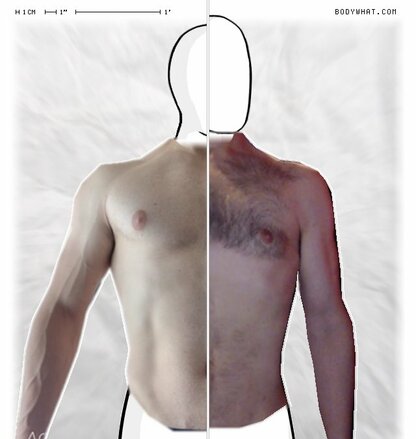 Torso Comparison