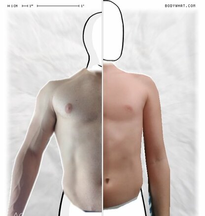 Torso Comparison