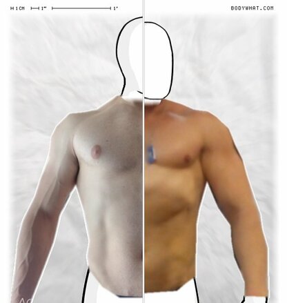 Torso Comparison