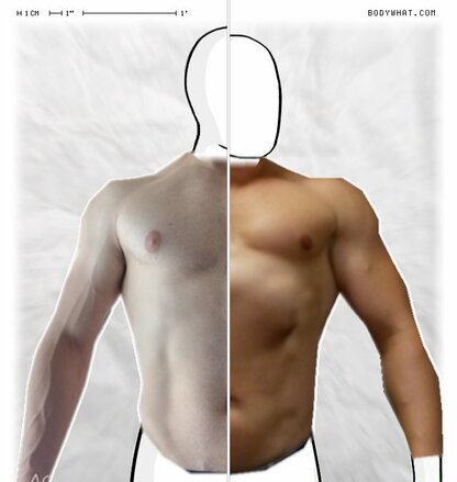 Torso Comparison