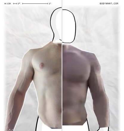 Torso Comparison