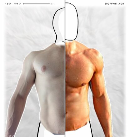 Torso Comparison