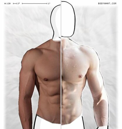 Torso Comparison