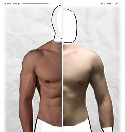 Torso Comparison