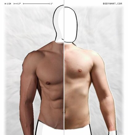 Torso Comparison