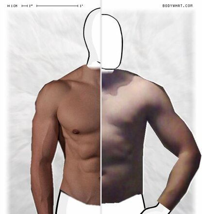 Torso Comparison