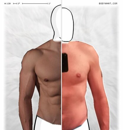 Torso Comparison