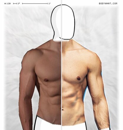 Torso Comparison