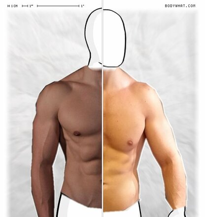 Torso Comparison