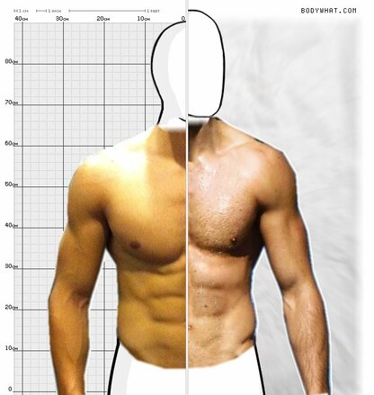 Torso Comparison