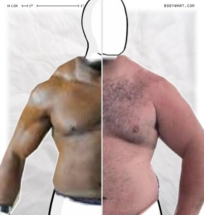 Torso Comparison