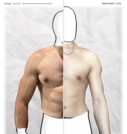 Torso Comparison