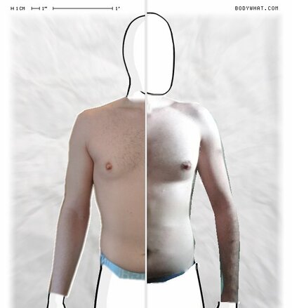 Torso Comparison