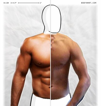 Torso Comparison