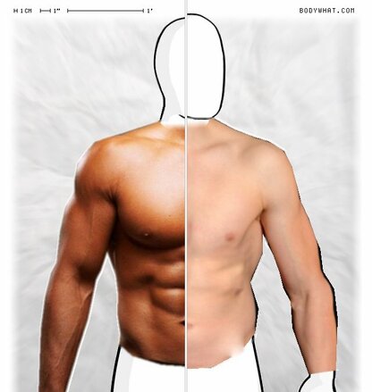 Torso Comparison