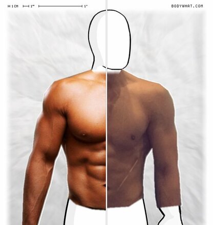 Torso Comparison