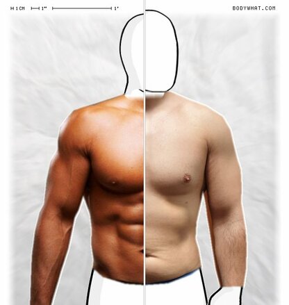 Torso Comparison