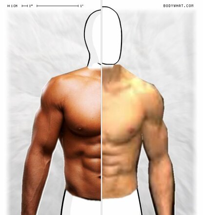Torso Comparison