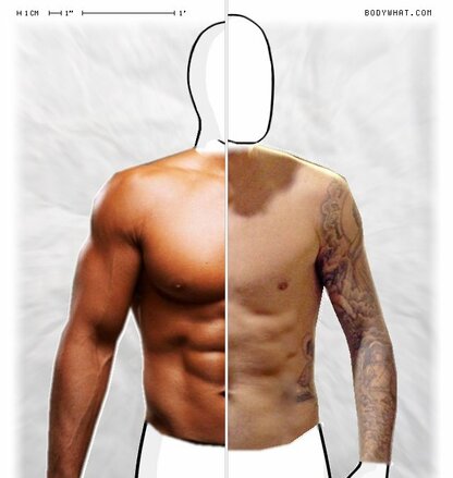 Torso Comparison