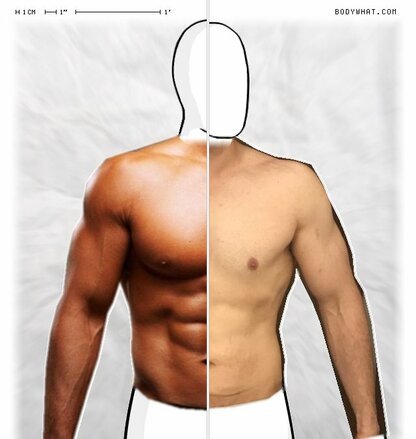 Torso Comparison