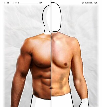 Torso Comparison