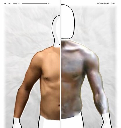 Torso Comparison