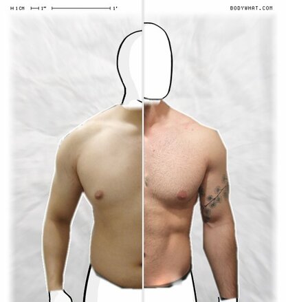 Torso Comparison