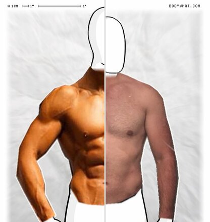 Torso Comparison