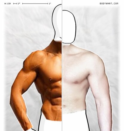 Torso Comparison