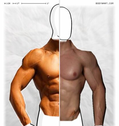 Torso Comparison