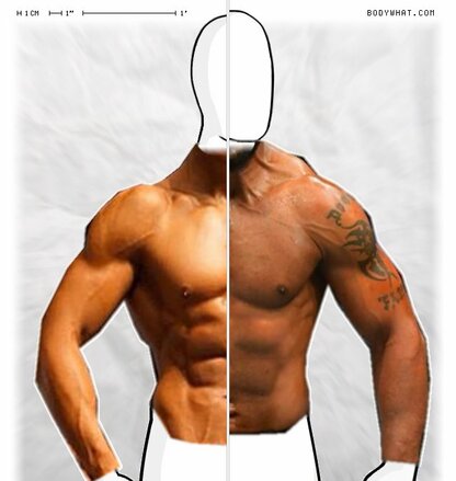 Torso Comparison