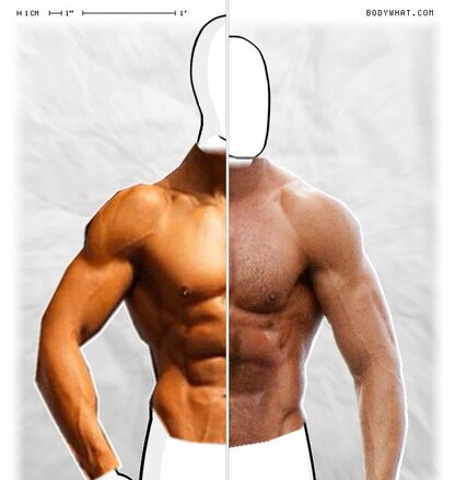 Torso Comparison