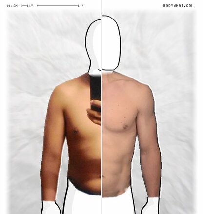 Torso Comparison