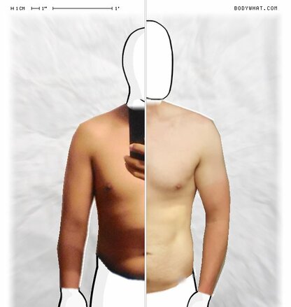 Torso Comparison