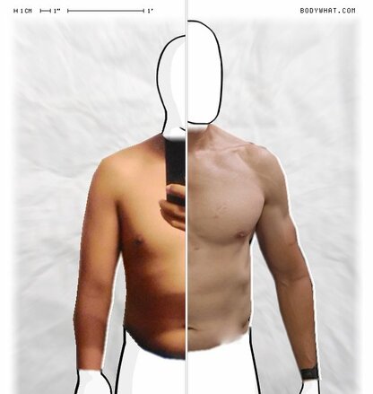 Torso Comparison